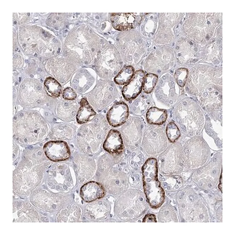 Merck Anti-MAP3K13 antibody produced in rabbit