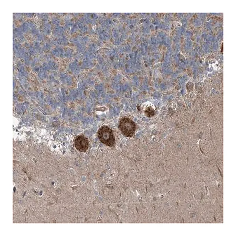 Merck Anti-INTU antibody produced in rabbit