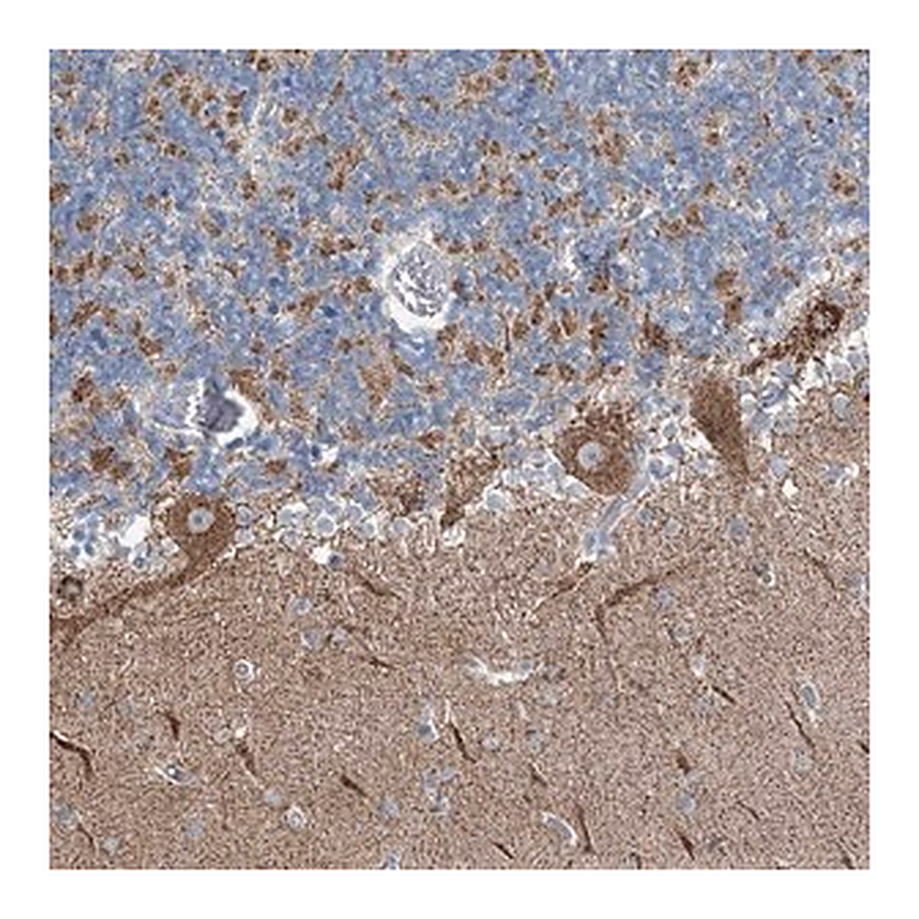 Merck Anti-GABARAPL2 antibody produced in rabbit