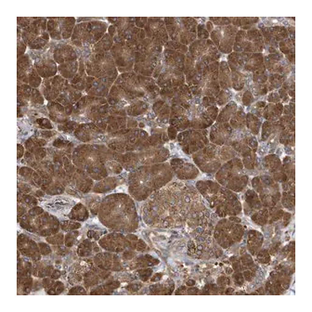 Merck Anti-VAMP7 antibody produced in rabbit