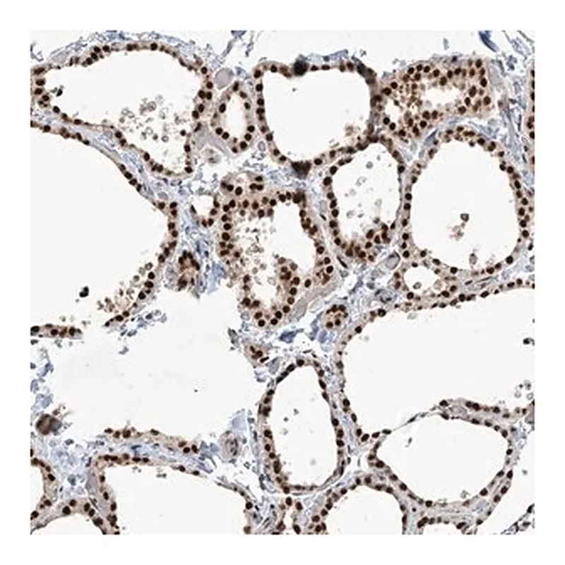 Merck Anti-PPIL2 antibody produced in rabbit