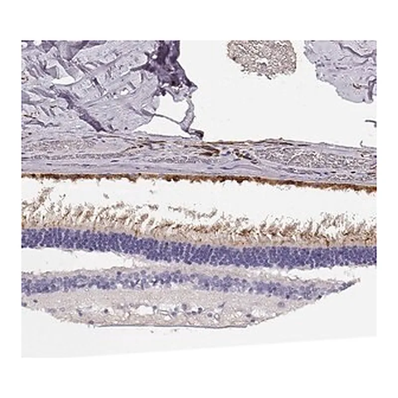 Merck Anti-CDHR1 antibody produced in rabbit