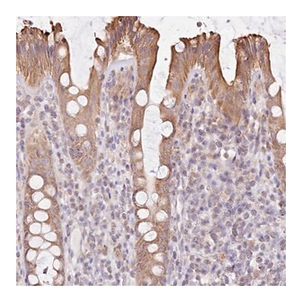 Merck Anti-FAM208B antibody produced in rabbit