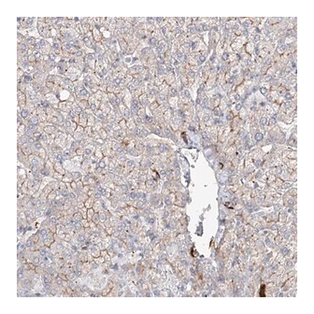 Merck Anti-FAM208B antibody produced in rabbit
