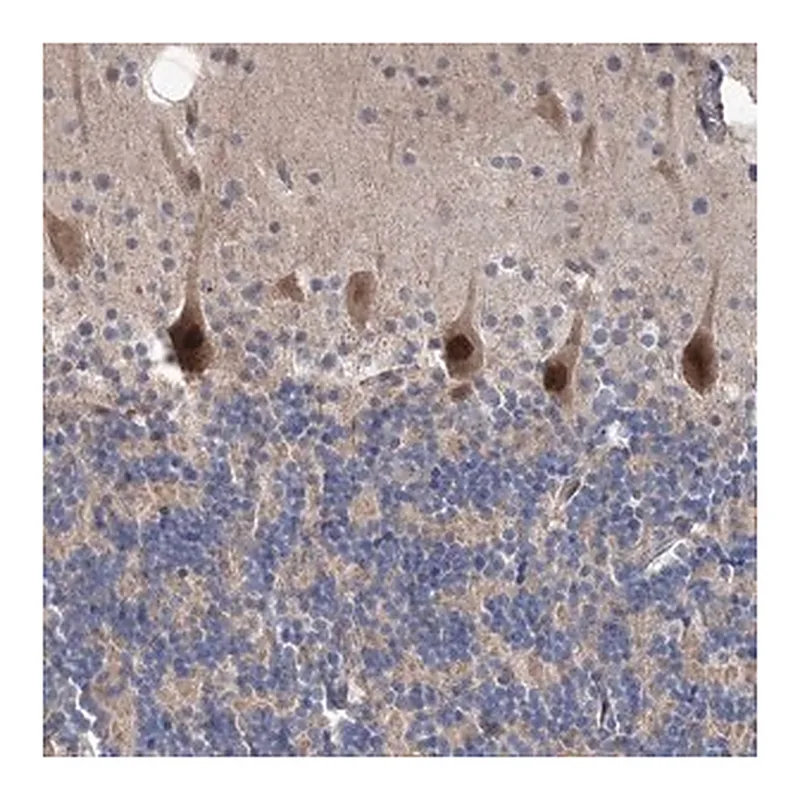 Merck Anti-PPP2R2B antibody produced in rabbit