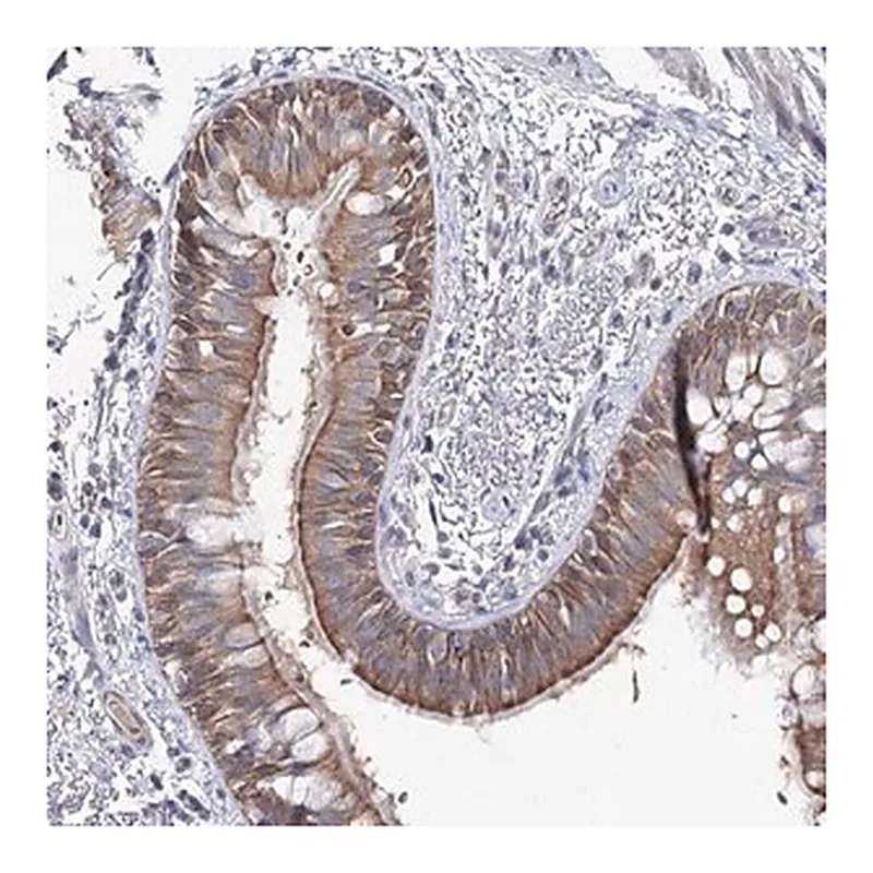 Merck Anti-LRRC14B antibody produced in rabbit