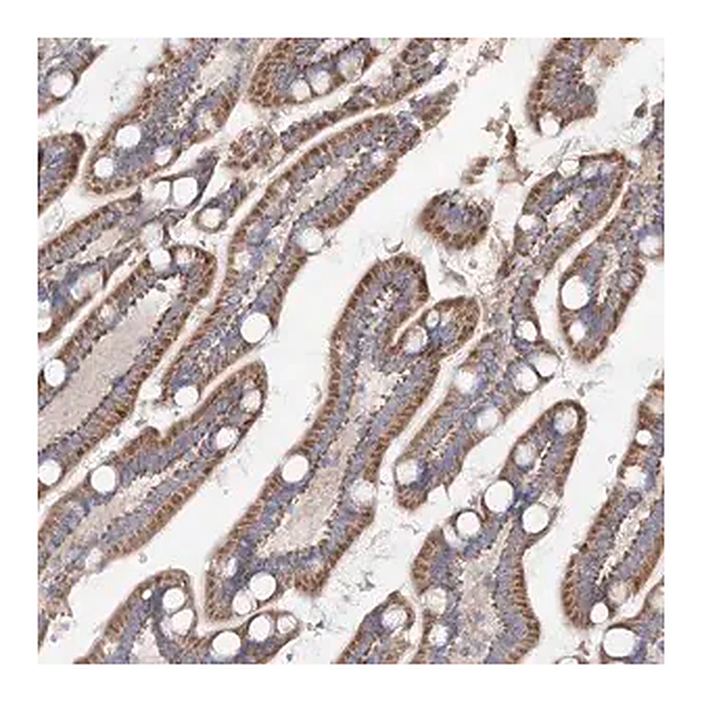 Merck Anti-TMEM187 antibody produced in rabbit