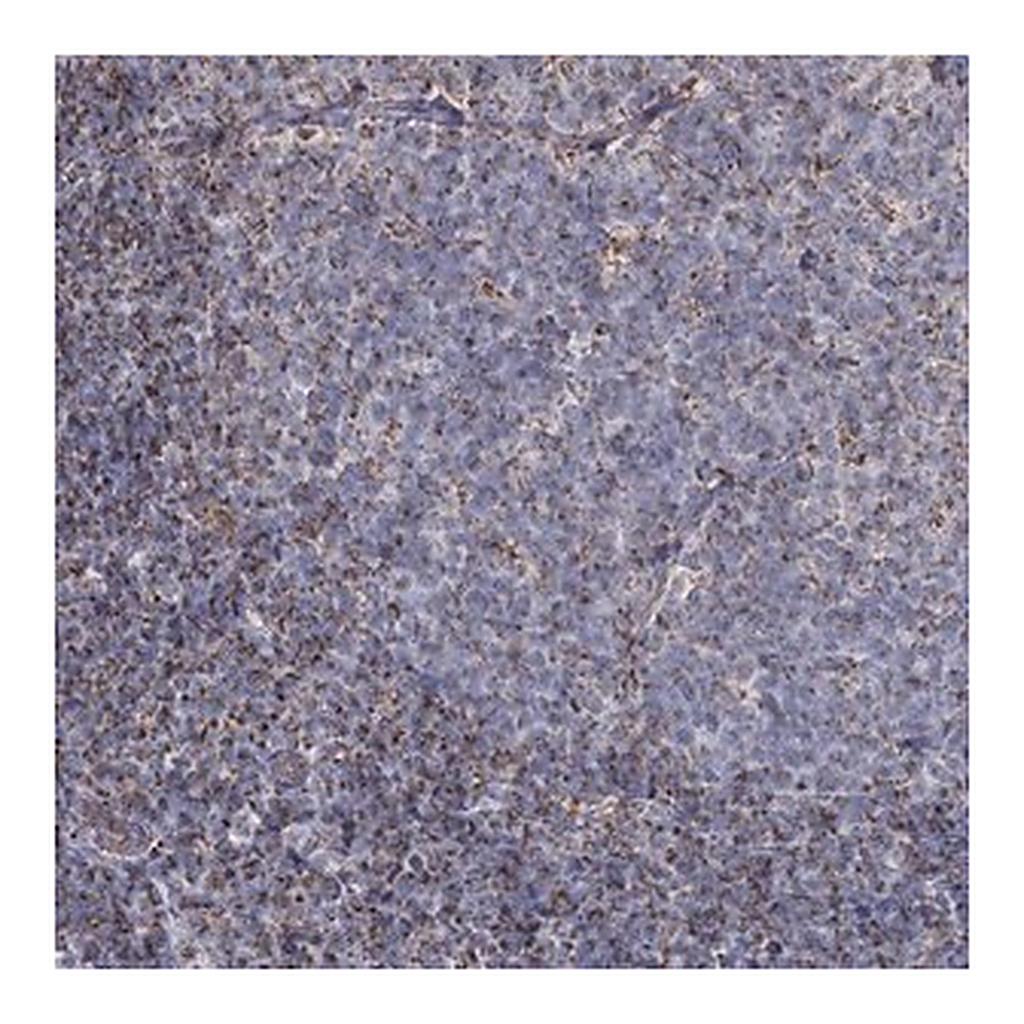 Merck Anti-MRPL44 antibody produced in rabbit