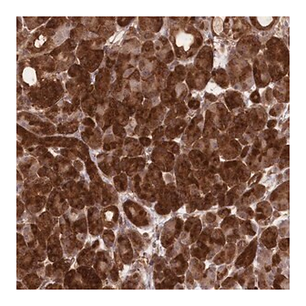 Merck Anti-CCDC91 antibody produced in rabbit