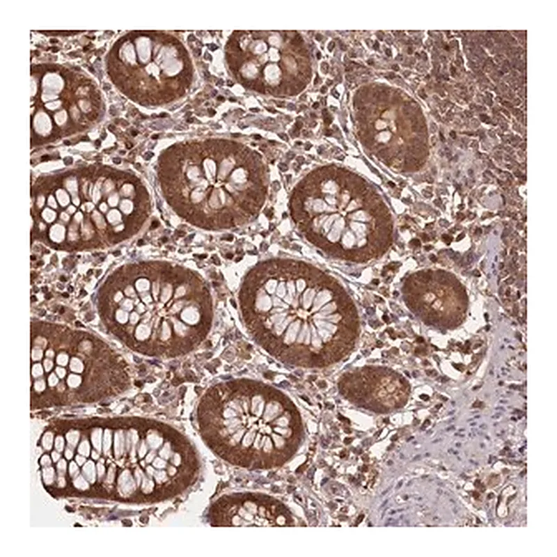 Merck Anti-NPRL2 antibody produced in rabbit