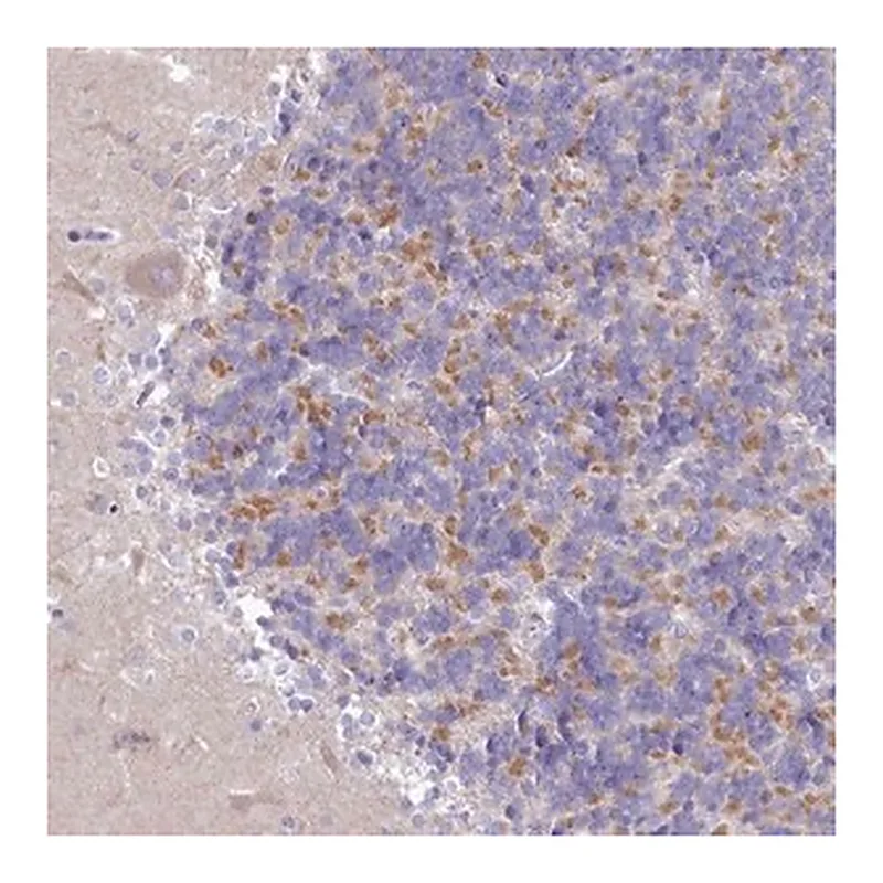 Merck Anti-VPS26B antibody produced in rabbit