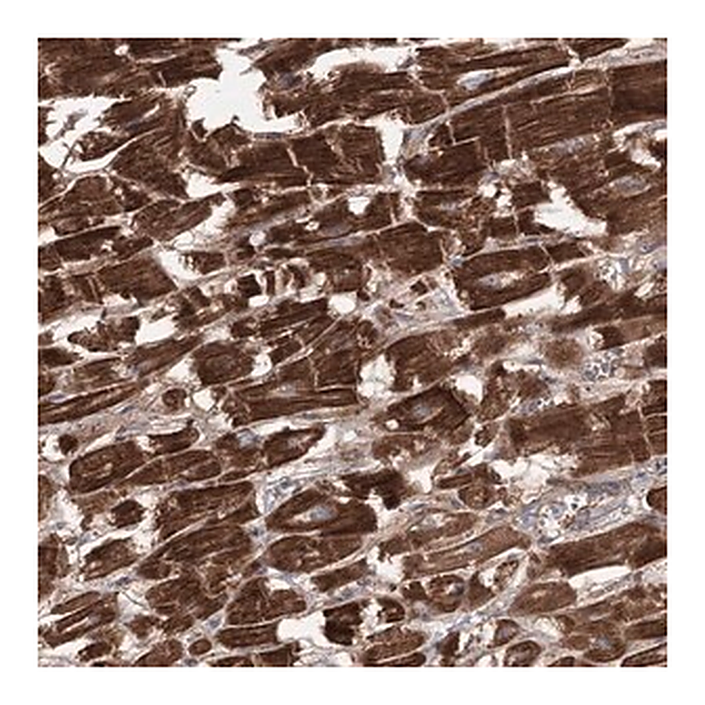 Merck Anti-TRIM71 antibody produced in rabbit