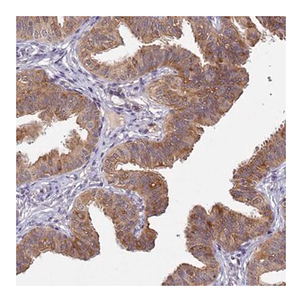 Merck Anti-TMEM39A antibody produced in rabbit