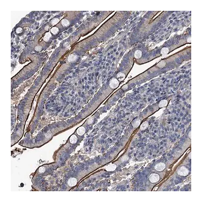 Merck Anti-IFITM5 antibody produced in rabbit