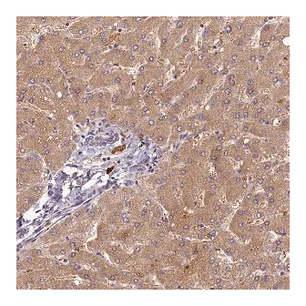Merck Anti-HERC3 antibody produced in rabbit