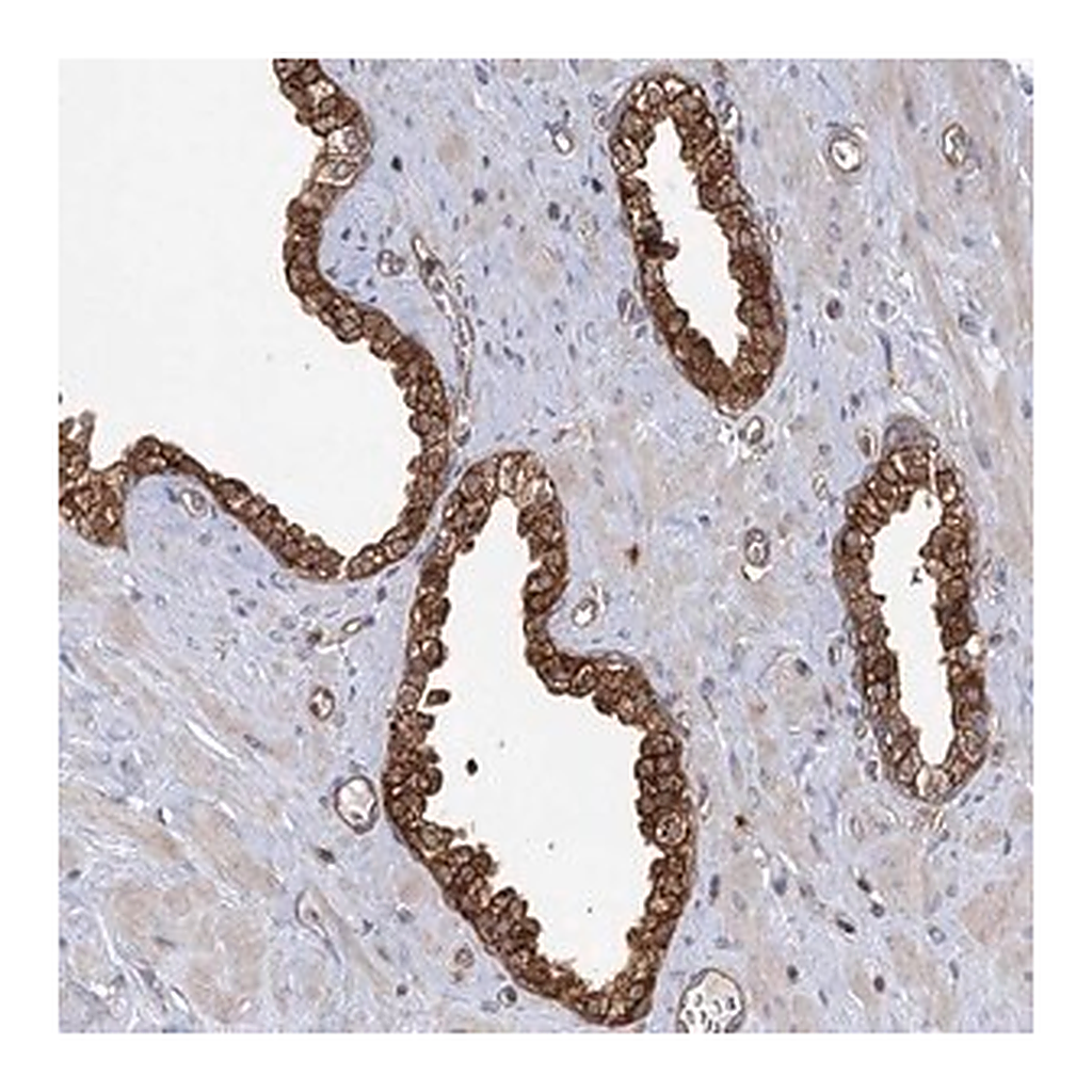 Merck Anti-IDI1 antibody produced in rabbit