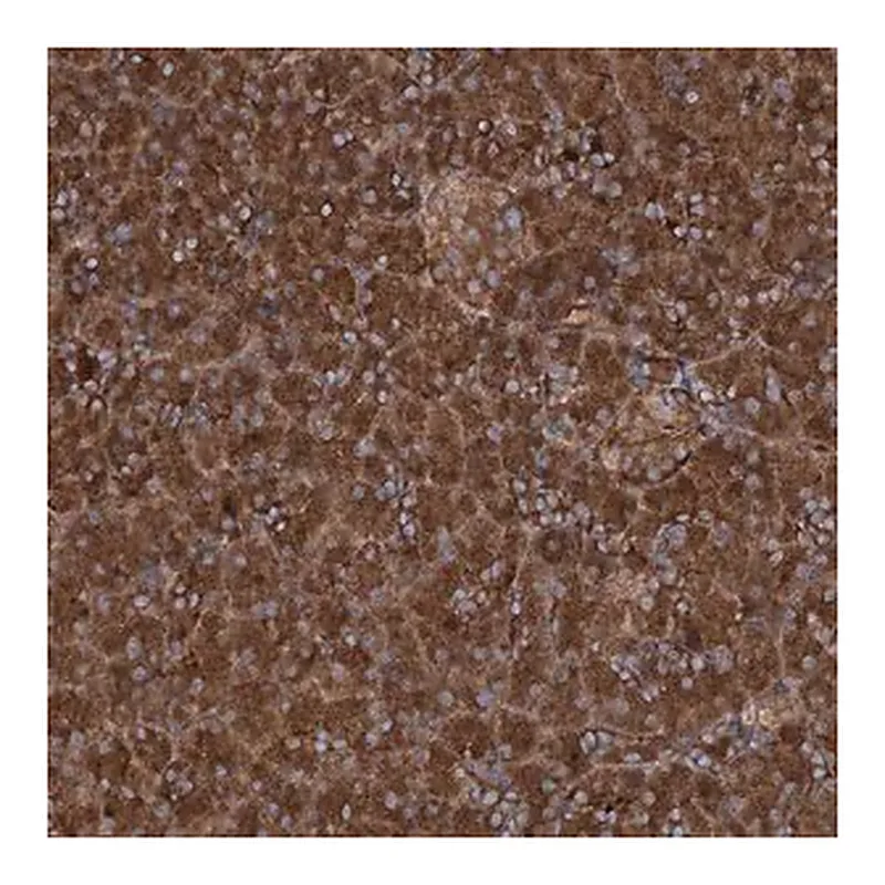 Merck Anti-RNF214 antibody produced in rabbit