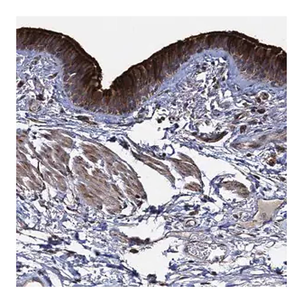 Merck Anti-DEPDC4 antibody produced in rabbit