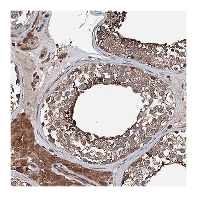 Merck Anti-FGD4 antibody produced in rabbit