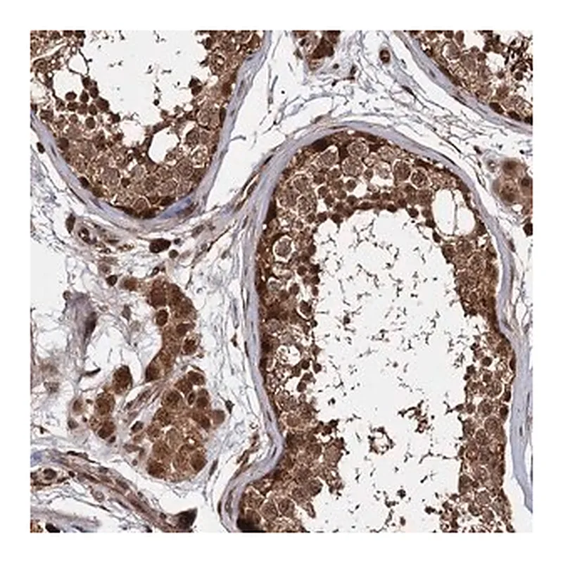 Merck Anti-CEP192 antibody produced in rabbit