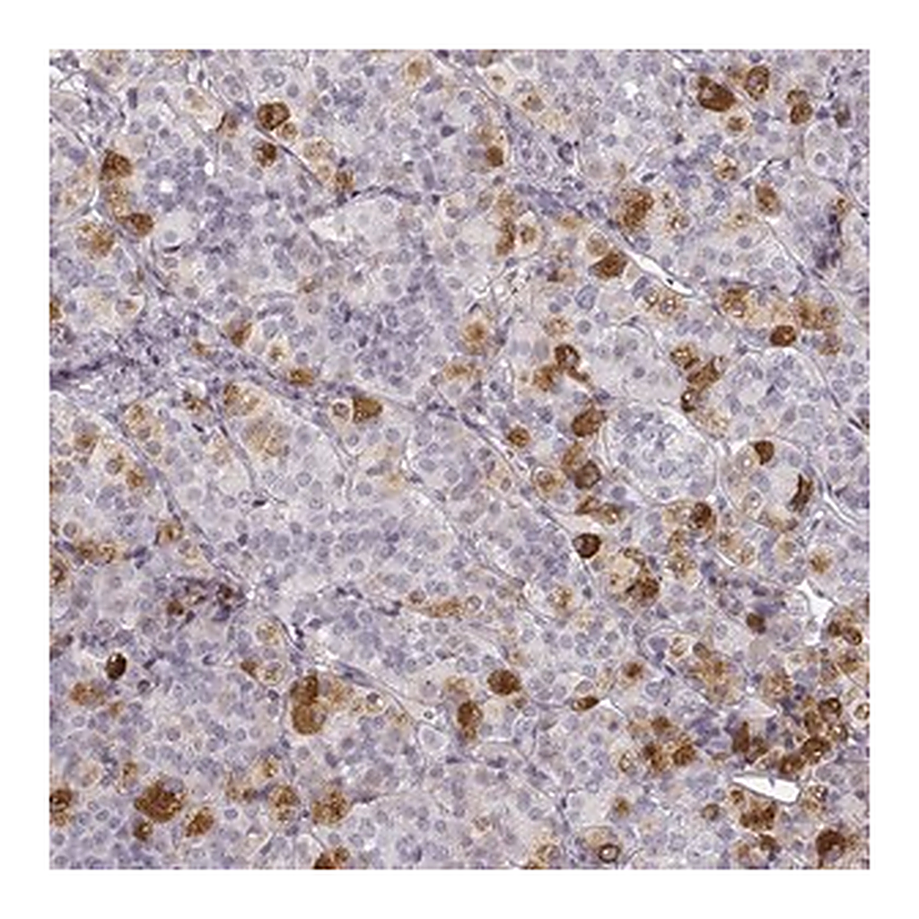 Merck Anti-PRLHR antibody produced in rabbit