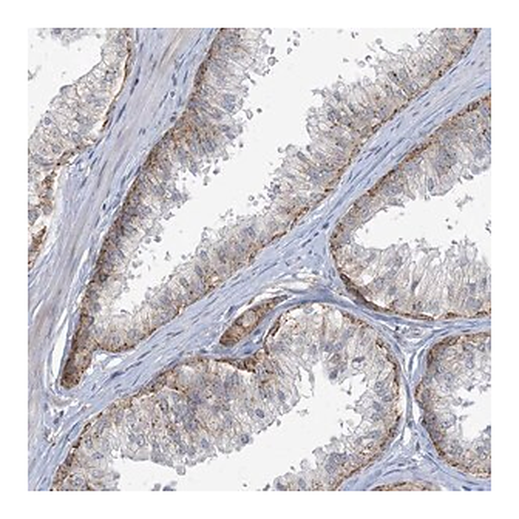 Merck Anti-MRPS18A antibody produced in rabbit
