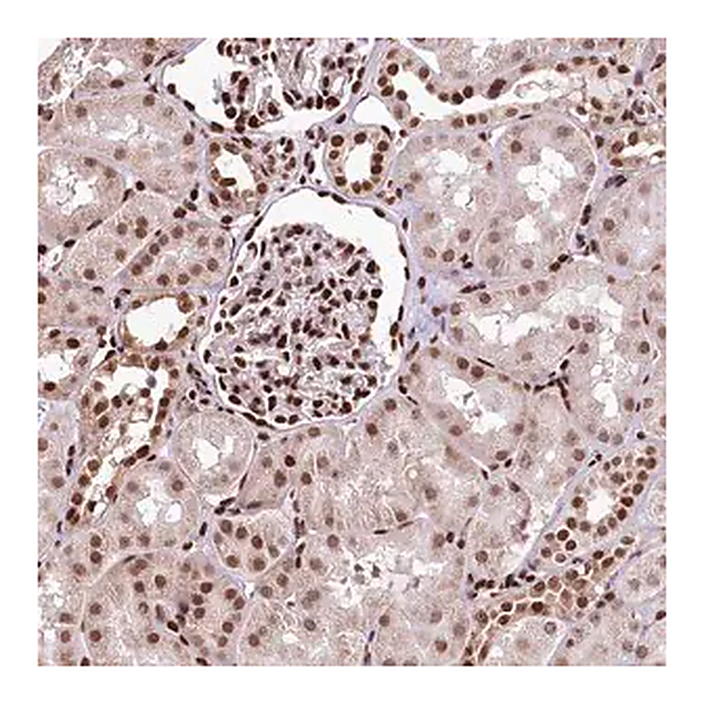 Merck Anti-PDS5B antibody produced in rabbit