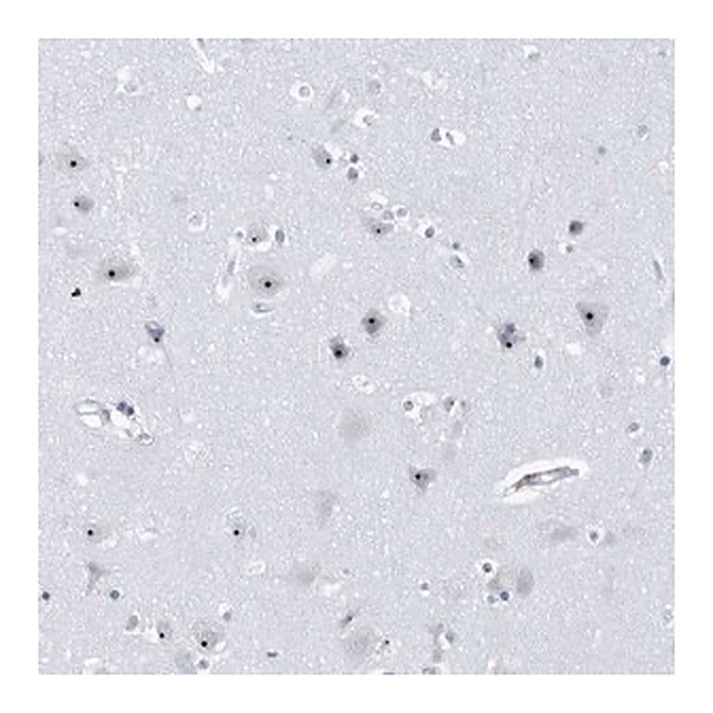 Merck Anti-RPF2 antibody produced in rabbit