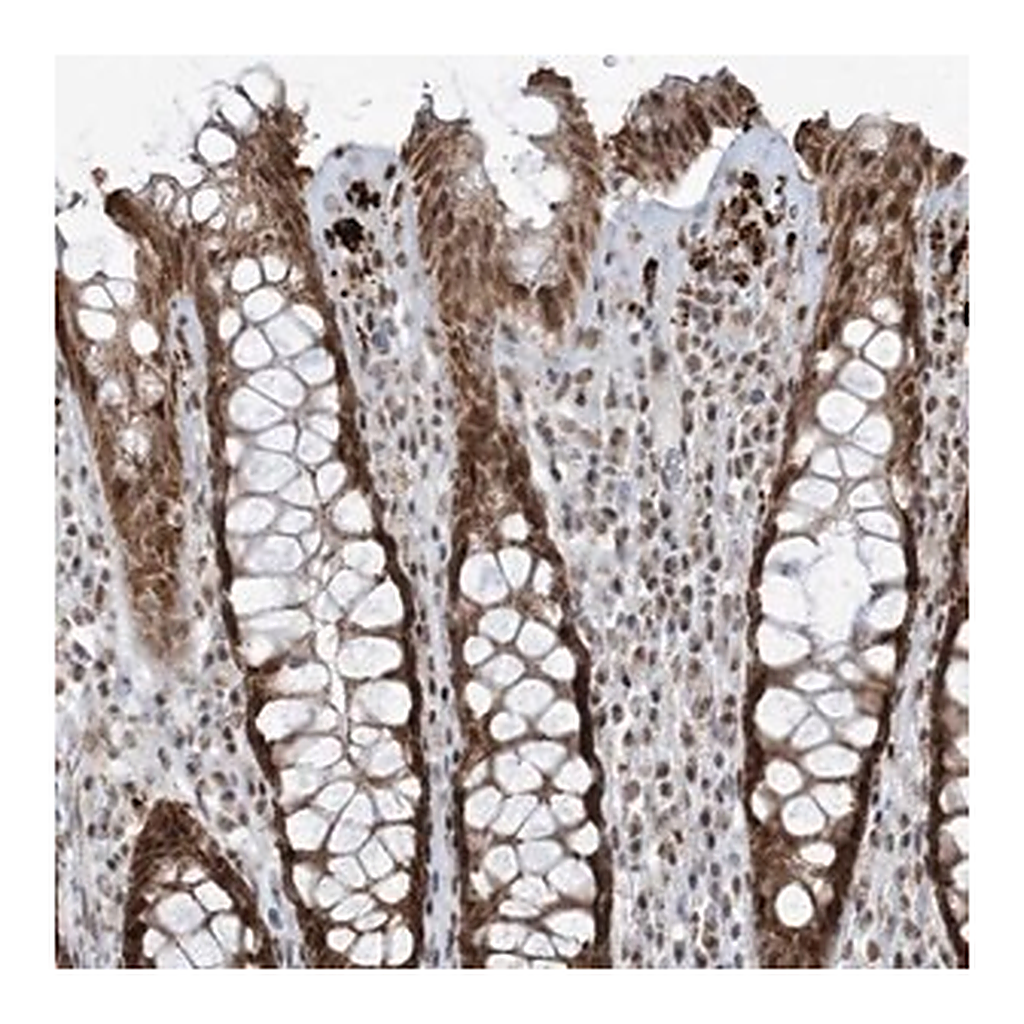 Merck Anti-ECT2L antibody produced in rabbit