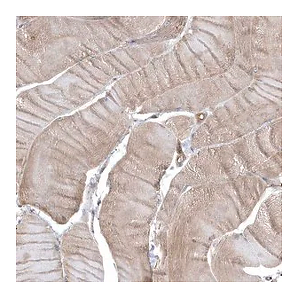 Merck Anti-GTPBP6 antibody produced in rabbit