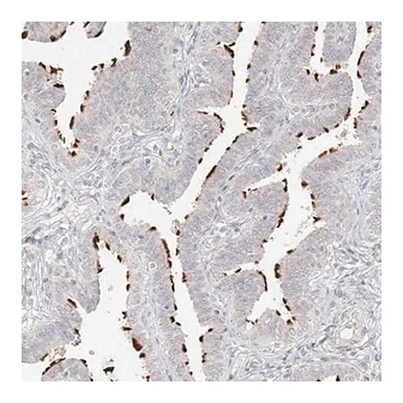 Merck Anti-TRANK1 antibody produced in rabbit