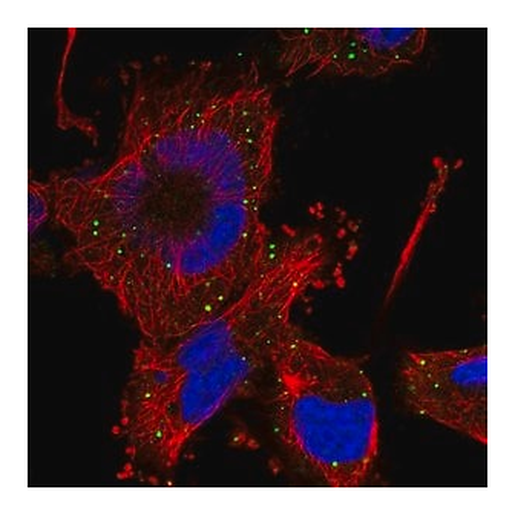 Merck Anti-HFM1 antibody produced in rabbit