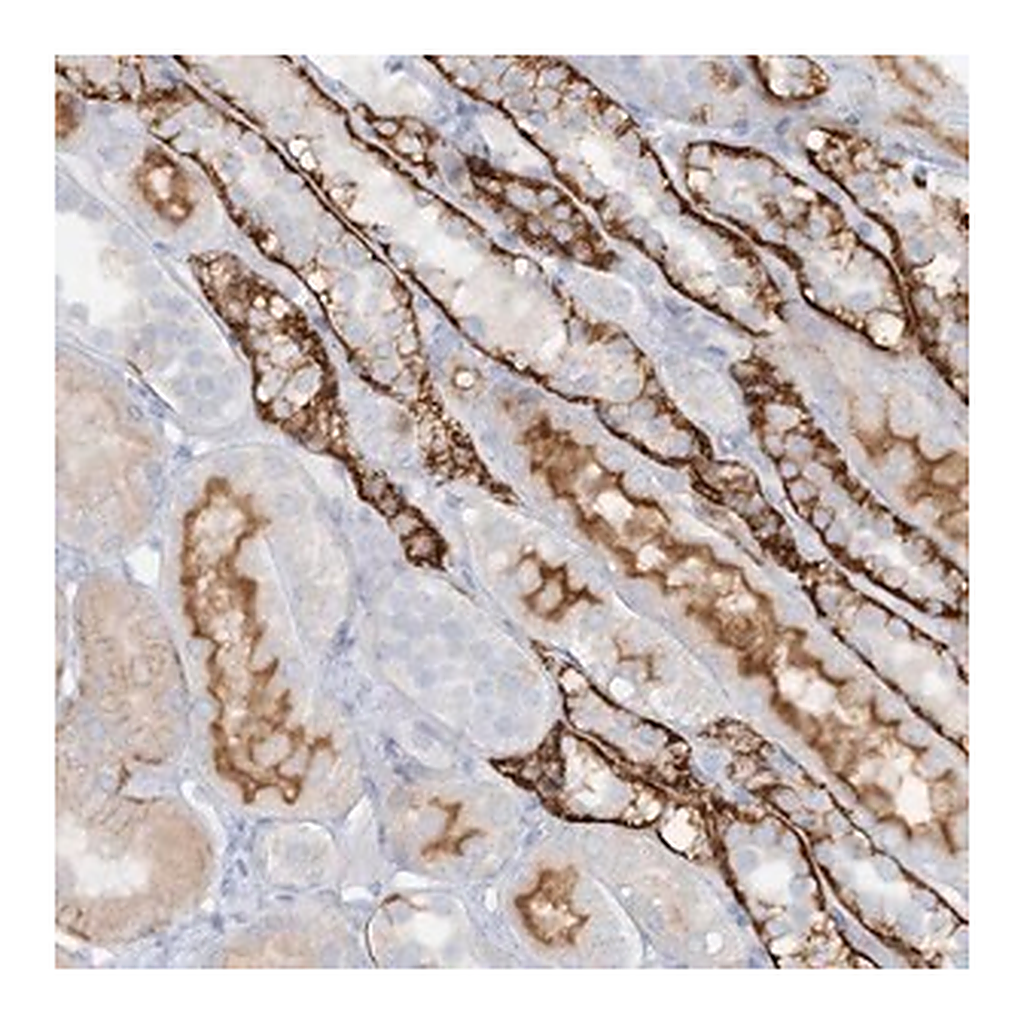 Merck Anti-ATP11A antibody produced in rabbit