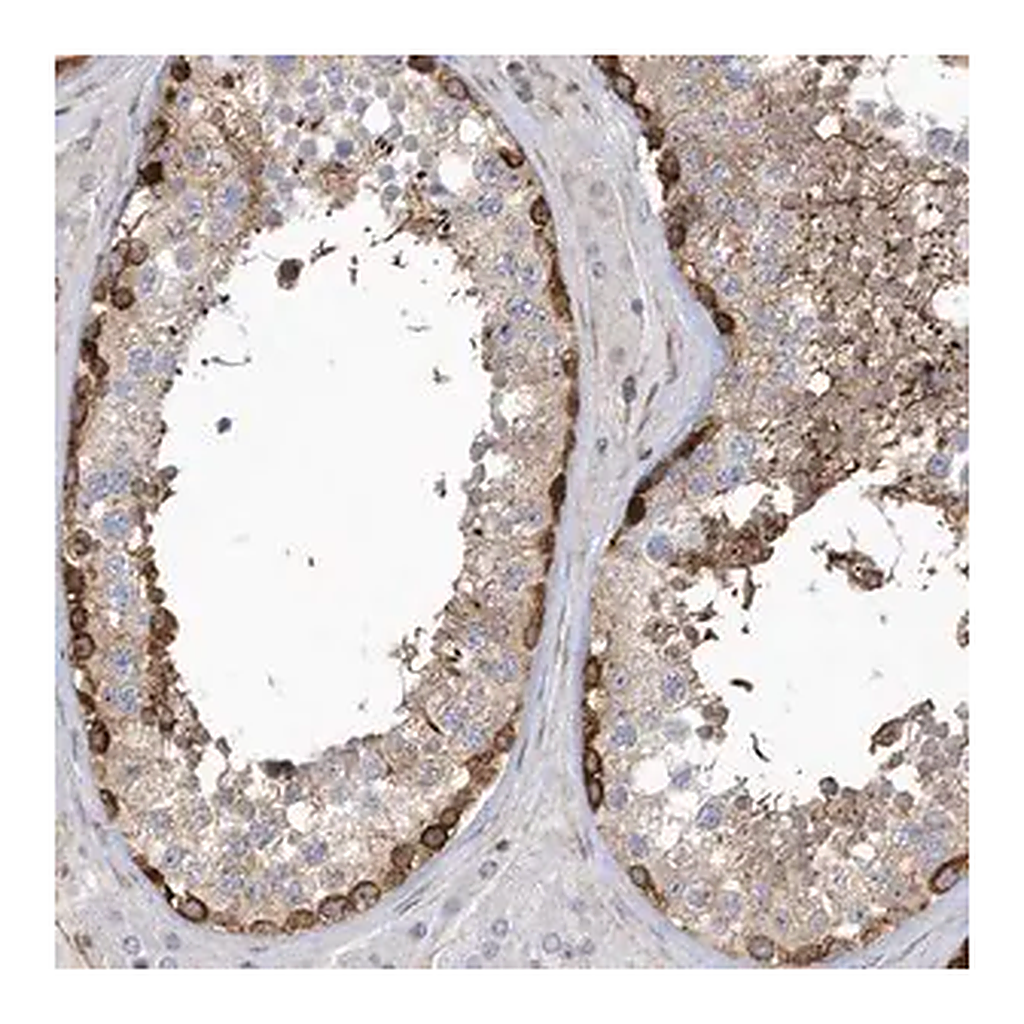 Merck Anti-MAP7D3 antibody produced in rabbit