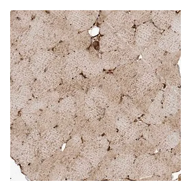 Merck Anti-FYCO1 antibody produced in rabbit