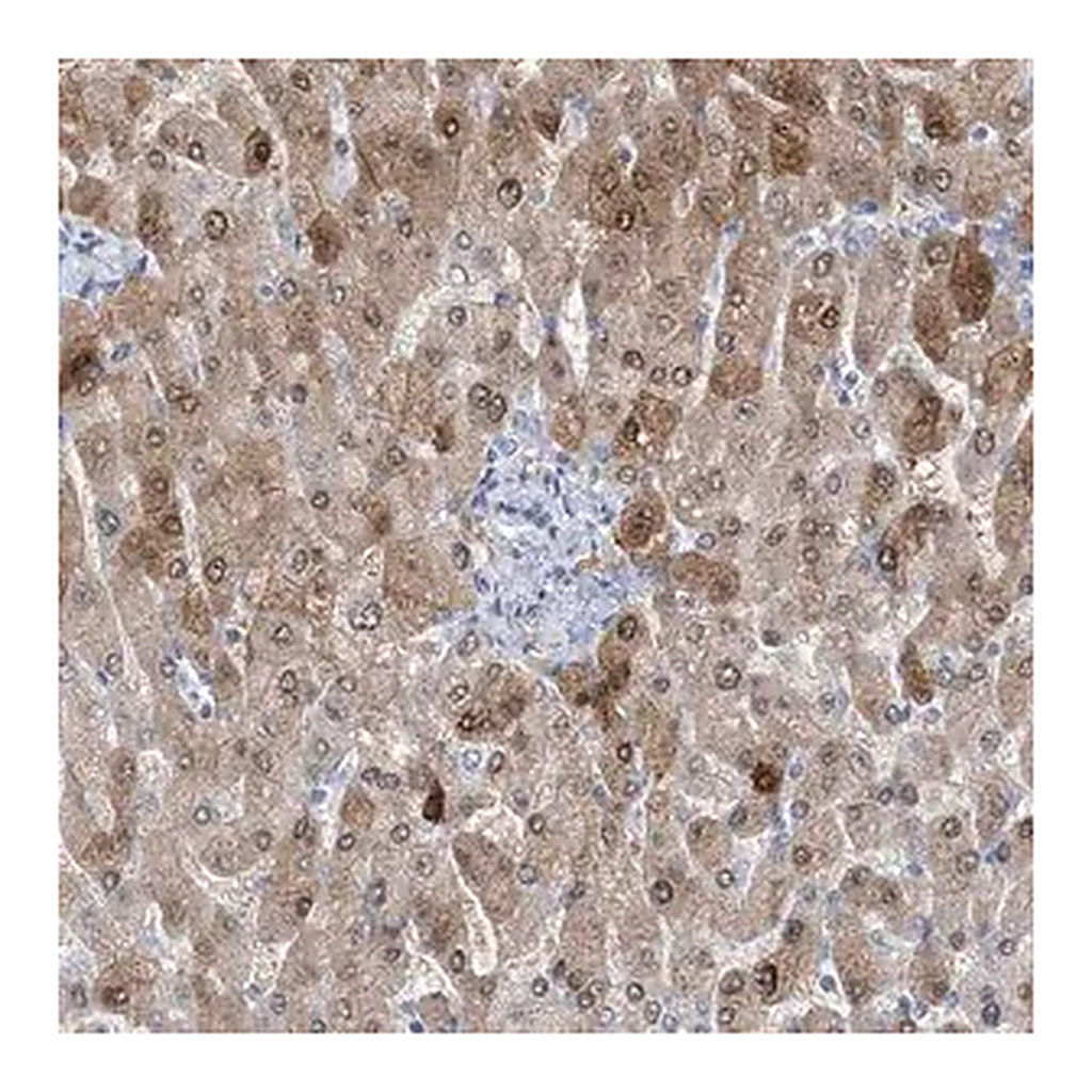 Merck Anti-HMGCS1 antibody produced in rabbit