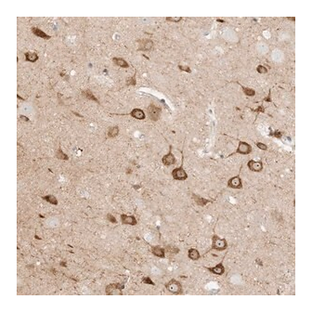 Merck Anti-KSR2 antibody produced in rabbit