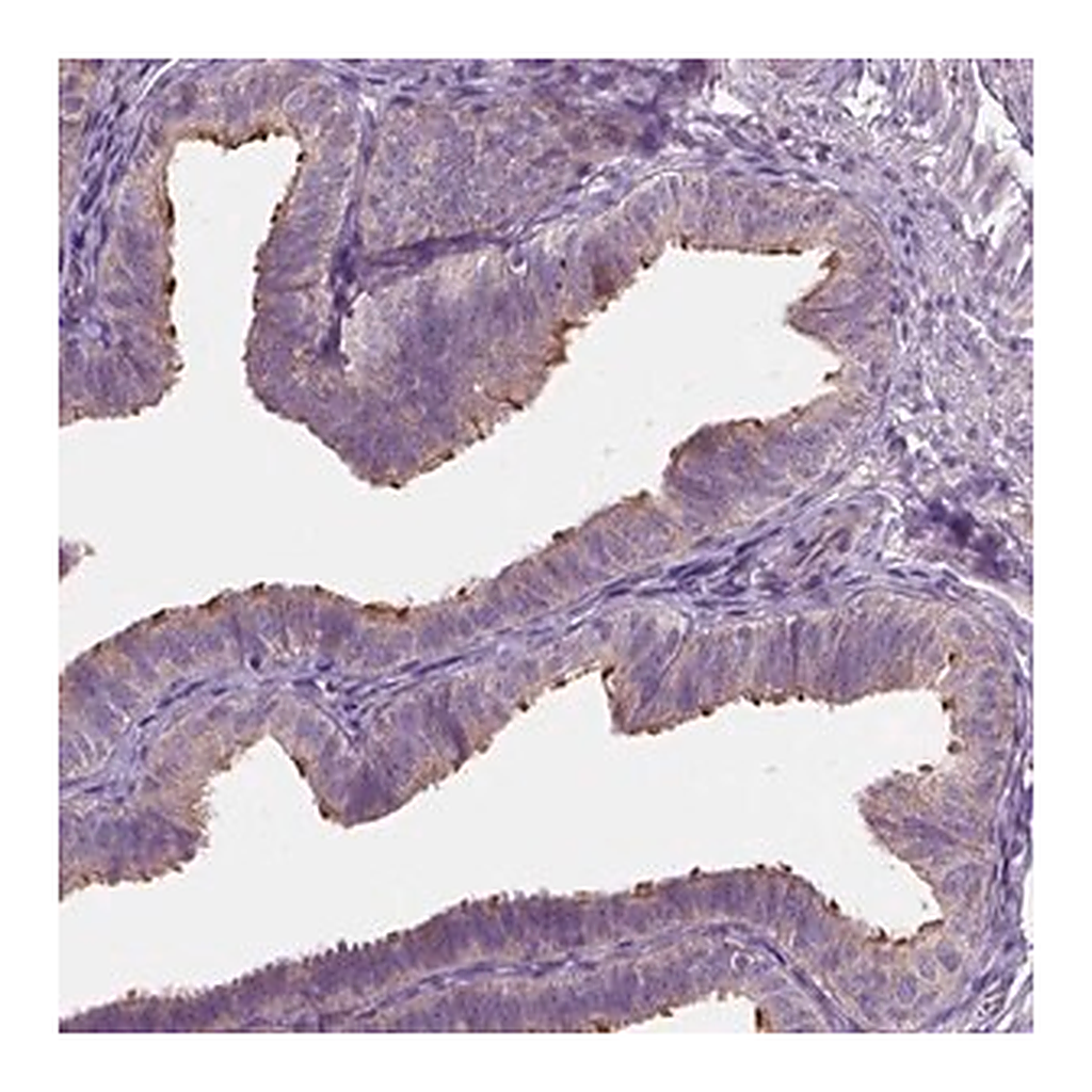 Merck Anti-TTC29 antibody produced in rabbit