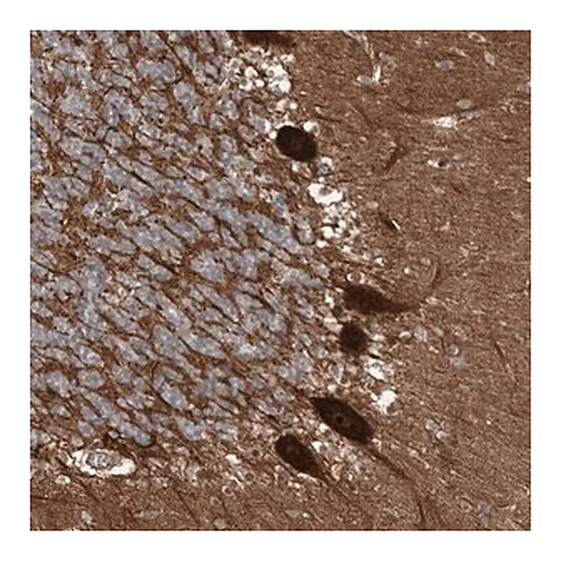 Merck Anti-GEMIN5 antibody produced in rabbit