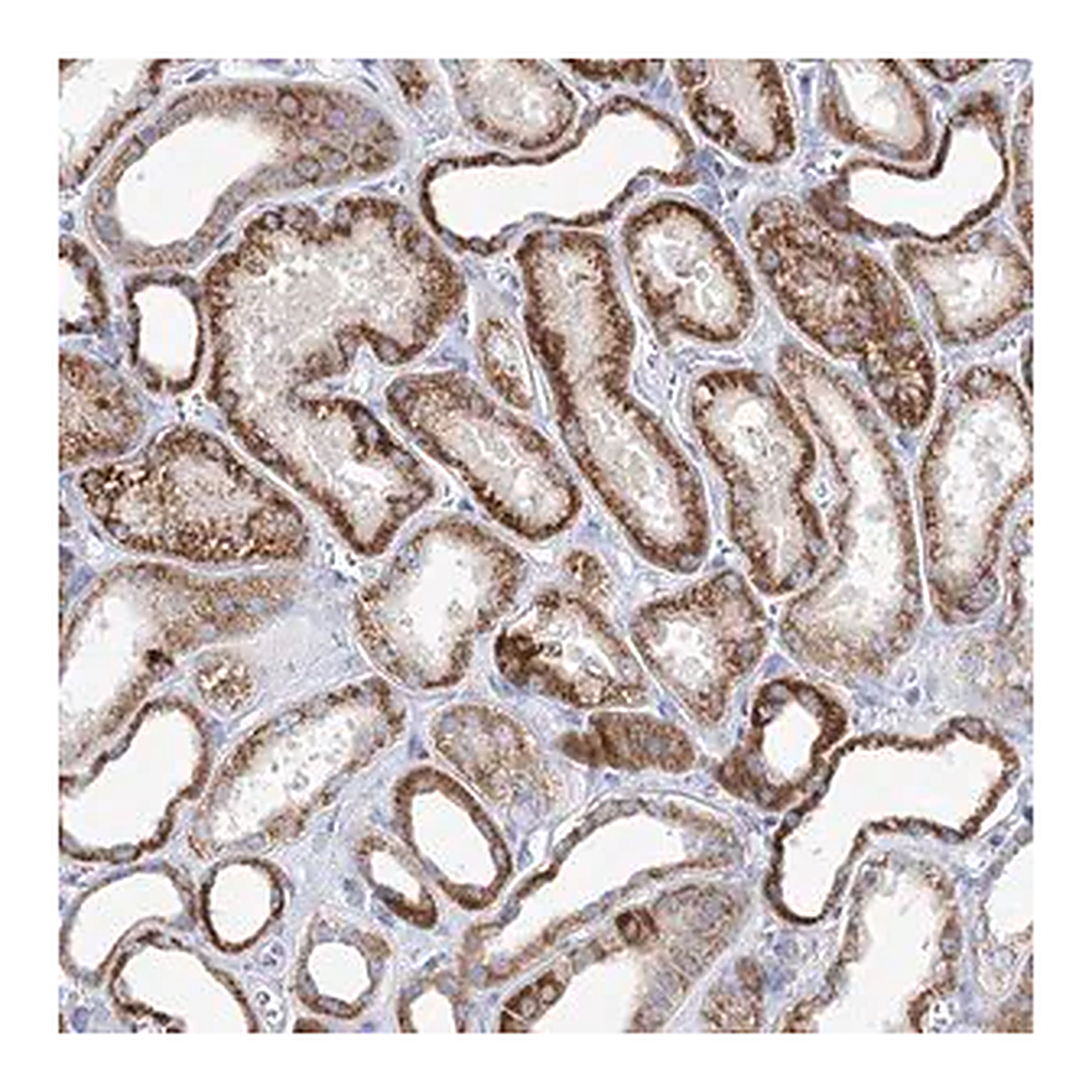 Merck Anti-XPO6 antibody produced in rabbit
