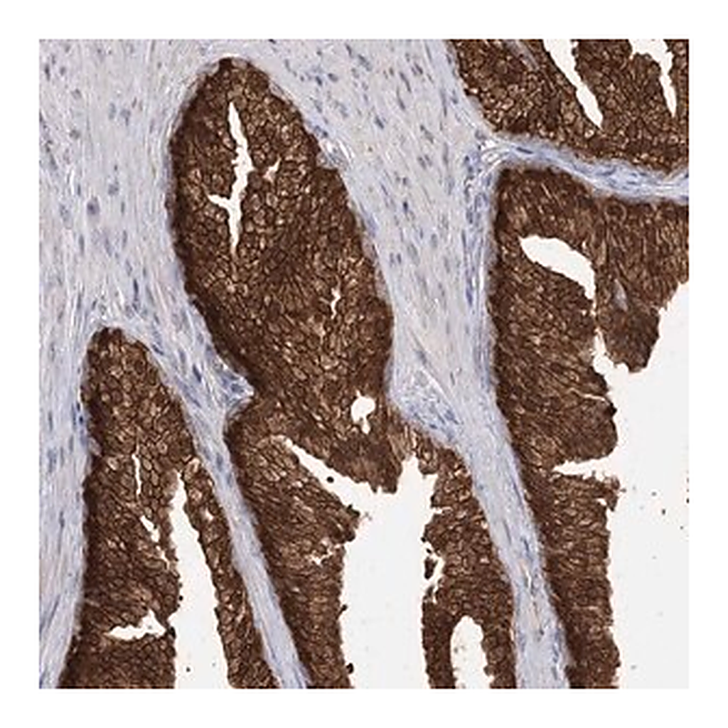 Merck Anti-R3HDM2 antibody produced in rabbit