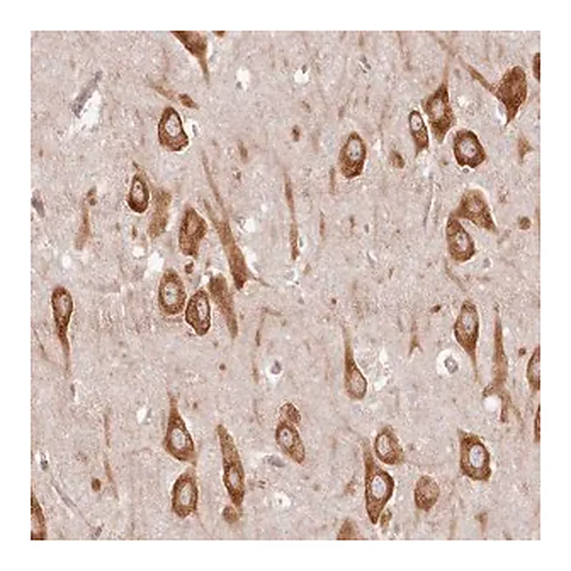 Merck Anti-TMIE antibody produced in rabbit
