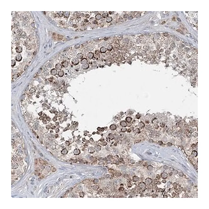 Merck Anti-CHCHD5 antibody produced in rabbit
