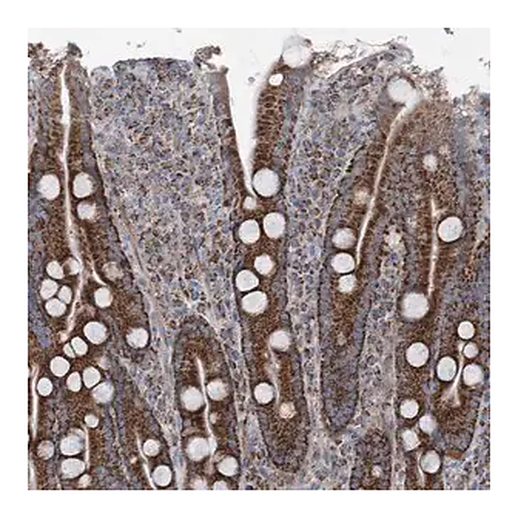 Merck Anti-UCN3 antibody produced in rabbit