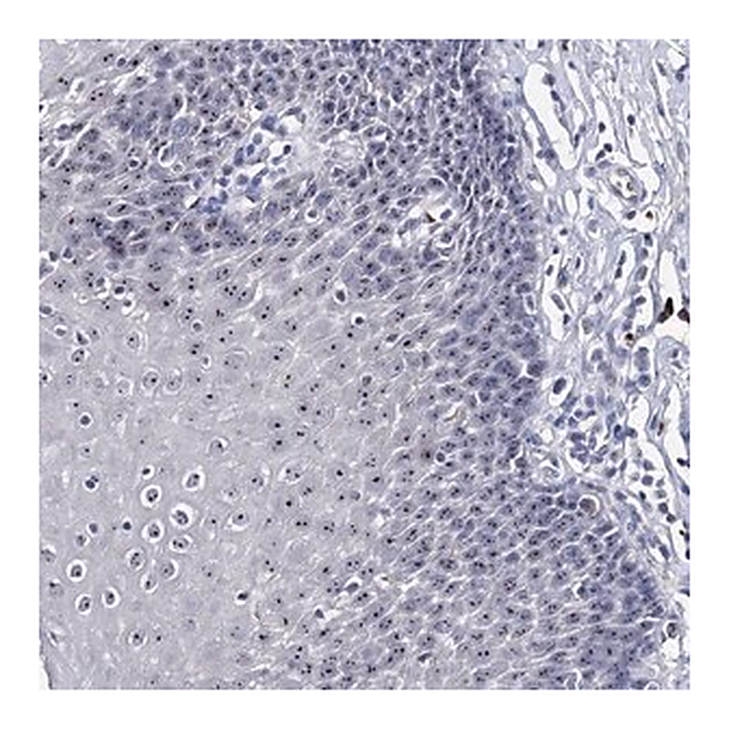 Merck Anti-PCGF5 antibody produced in rabbit
