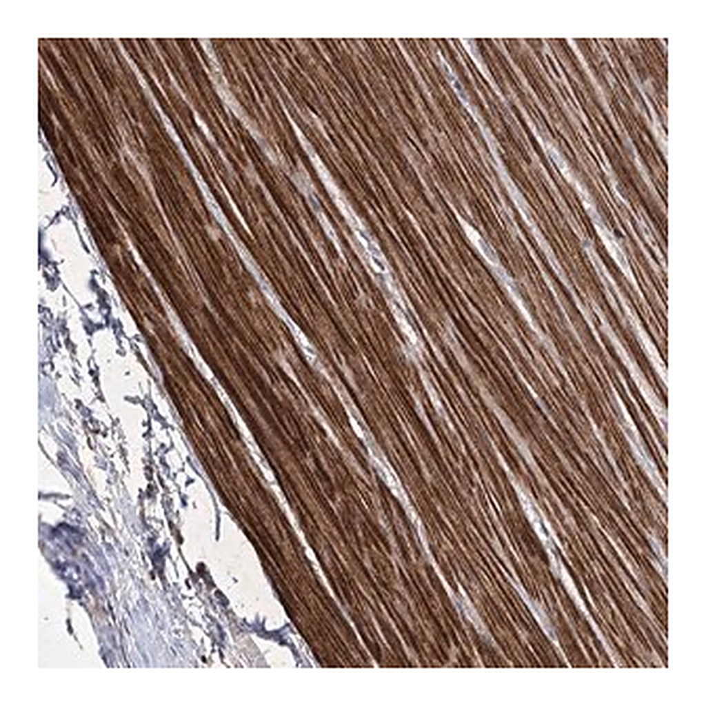 Merck Anti-WASHC3 antibody produced in rabbit
