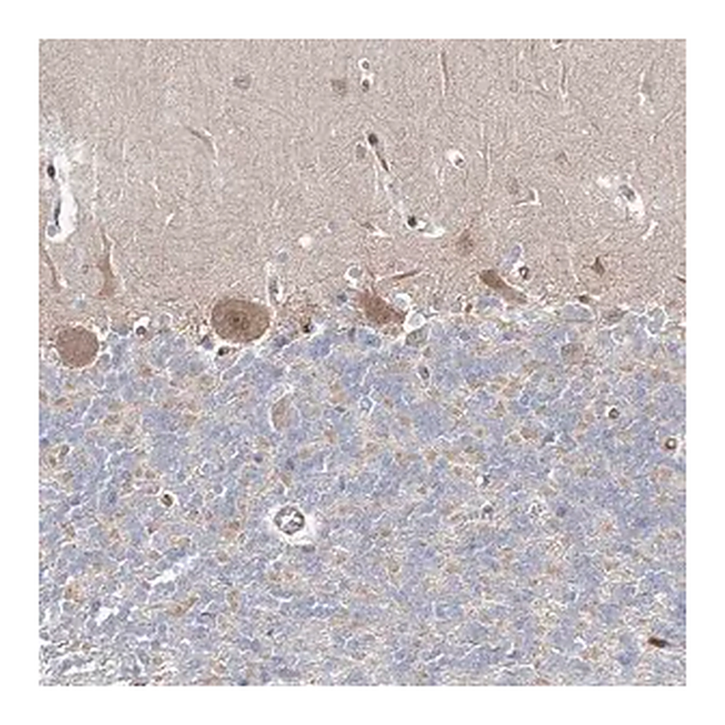 Merck Anti-ARHGAP32 antibody produced in rabbit