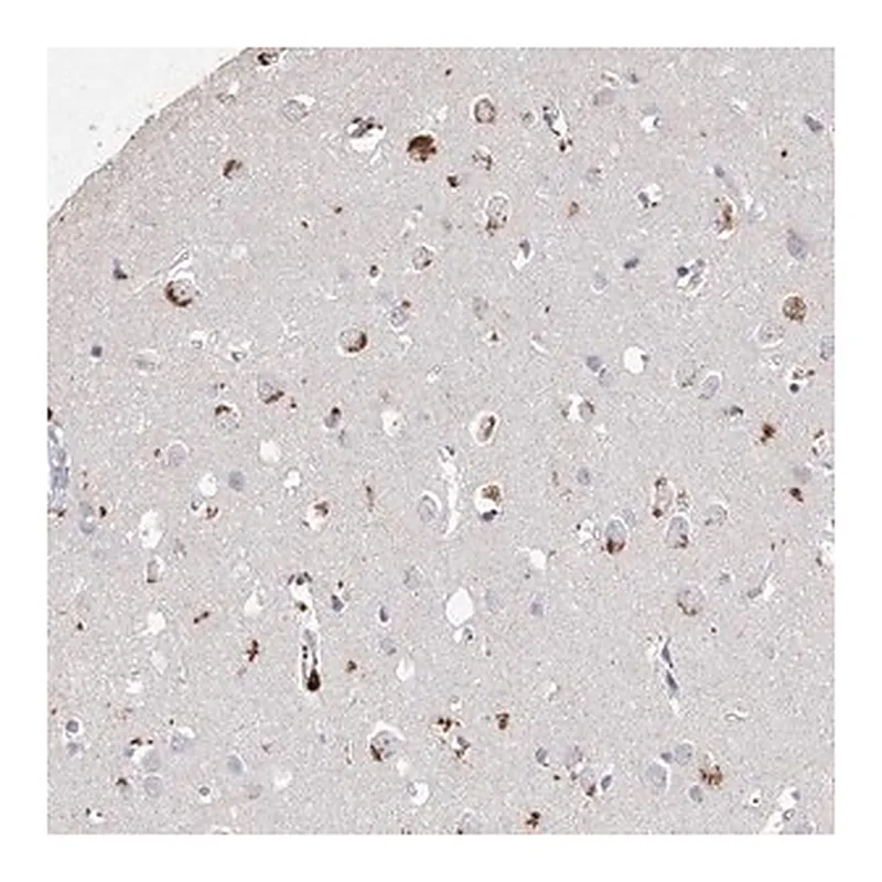 Merck Anti-ARSI antibody produced in rabbit