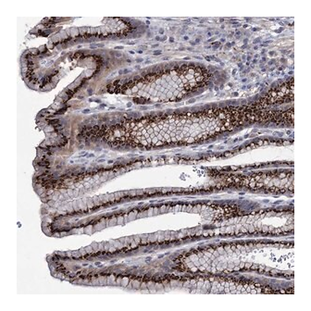 Merck Anti-ESD antibody produced in rabbit