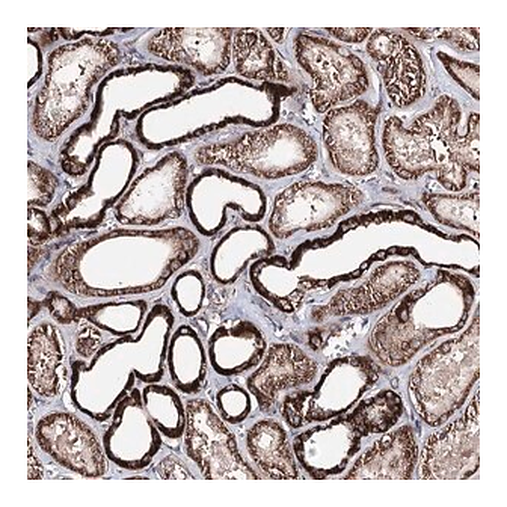 Merck Anti-MINDY3 antibody produced in rabbit